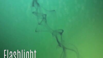 Made to Swallow Seventeen - Cum Shots Fun Oral