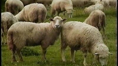 Frisky Summer: The Return!