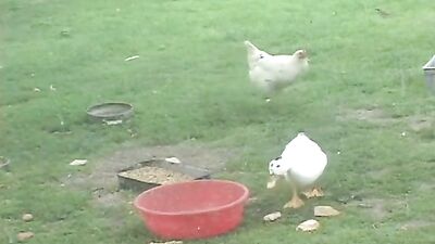 480P 569K 127819: Explosive Gay Porn Adventure!