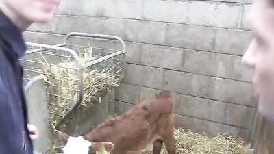 Young Calves Also Suck: Farm Boy Porn Explosion!
