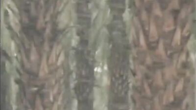 Anywhere Anytime 1985 - The Ultimate Gay Porn Rebirth!