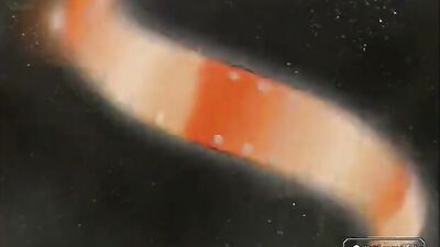 Muscle Men in Crime: Full-Length Gay Tube Twink Porn