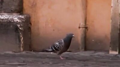 Hung Dads: The Ultimate Father-Son Experience!