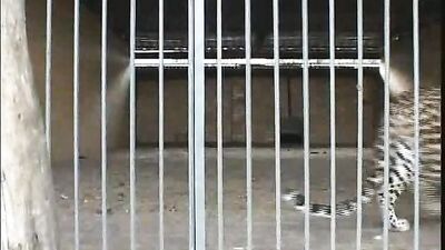 Beach Boys - Vintage Mans Best