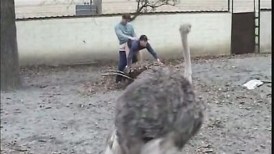 Beach Boys - Vintage Mans Best