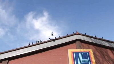 Gay Scally Sex Offenders #02: Big Cocks, Ass Play & Cum Shots!