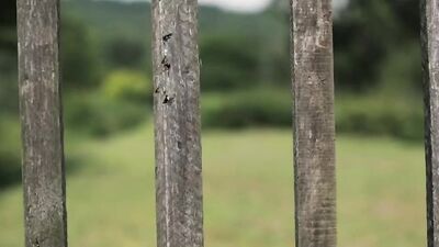 Outdoor Love: The Ultimate Bareback Bliss