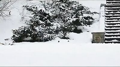 Triple Bareback Oral Cumshot Extravaganza!