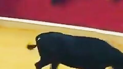 This time the bull wins
