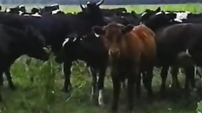 Mans Best - Kuhjungs