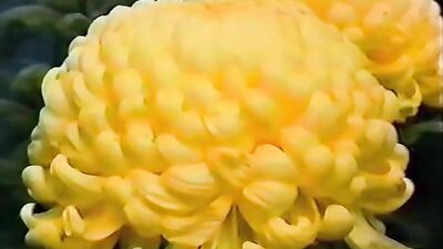 Asian JAV Boys: Incredible Gay Sex Adventures!