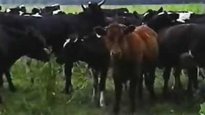 Vintage Thrills - Bareback with Kuhjungs!