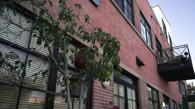 Gay Porn Love Affair - Big Cocks and Cum Shots!