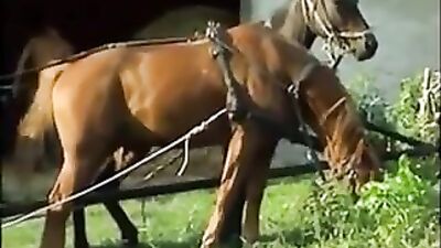 Hay Ride Heatwave: Gay Porn Action Group Sex!