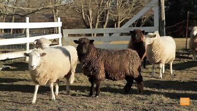 The Shepherds Love: Tylers Secret Desire!