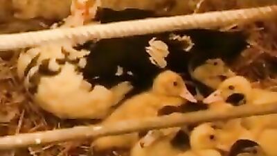 Gay Porn Heat: The Revenge! (Mature Men, Muscular Bodies)