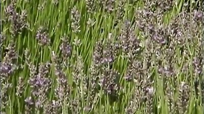 German Boys Gang Bang - Part 1 of 8 - Blond Boys Bareback Group Sex