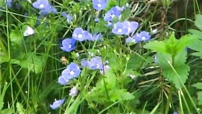 Wild Bareback Twinks in the Woods