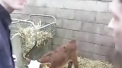 Barn Fuck: Action Bareback Delight