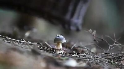 Danger in the Woods - Web-Cam Gay Porn Video!