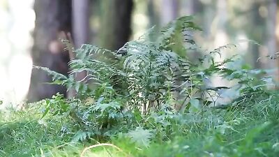 Danger in the Woods - Web-Cam Gay Porn Video!