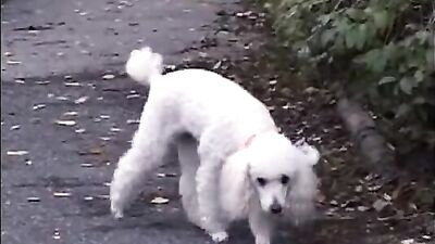 The Russian Way: Unleashing Passion in the Land of Tsars