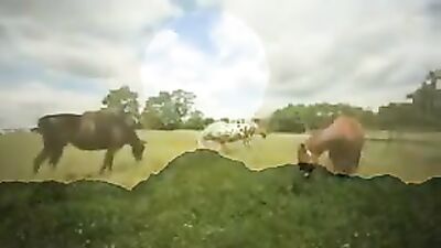 The Real Action Bareback Life - Raw and Passionate!