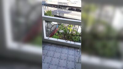 Asian Amateurs in Thailand: BKK Windows Suck the Sequel