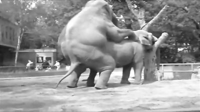 Gay Elephant Sex: The Ultimate Thrill