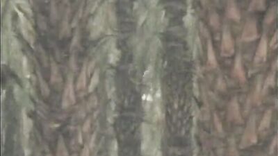 Bareback Action: Vintage YMAC-Anytime, Anywhere (1985)