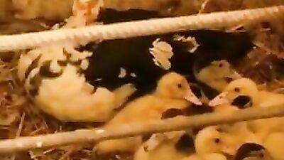 Hot n Horny Farm Boys: Two hot teen boys suck, fuck and cum down on the farm!