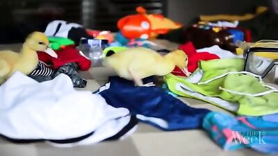 Aqua Play - The Ultimate Short Film Gay Porn Experience!