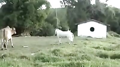 Latino Cowboys: Outdoor Sex Adventure