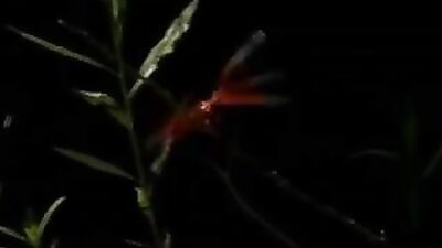 Lover Boys: Action Amature Gay Porn Video