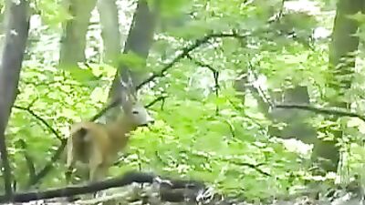 Scaring deer in Action: A Gay Porn Video