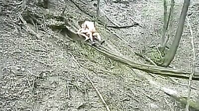 Scaring deer in Action: A Gay Porn Video