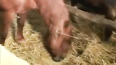 Bareback Barn Buddies: A Little Fun Returns!