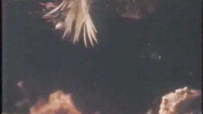 College Daze: Vintage Gay Porn Adventures