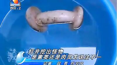 Gay Porn Scandal! Hilarity Ensues After Chinese Confuse Rubber Vagina for Marine Life