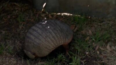 Gay Themed Mainstream Short Clip From Men Of Hard Skin: Explore The World Of Gay Porn In This Steamy Video!