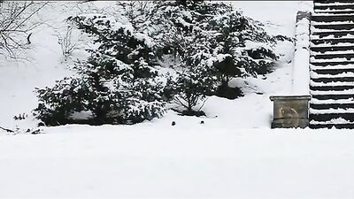 Winter Thrills: Action-Packed Gay Porn Video!