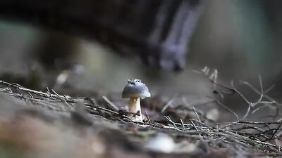 Forbidden Desires in the Woods - A Gay Porn Video