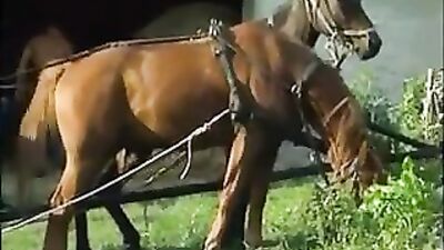 Gay Barn Group Sex: Exploring New Heights