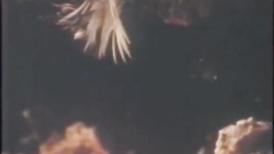 Vintage XXX Bareback Thrills: Fix that Bell Cord Before the Boy is Ed