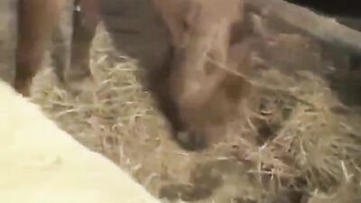 Juicy Freshmen BB Farmboys III: Bareback Delights!