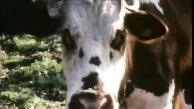 Gay Scouts on the Farm: Action Cum Shots with Blond Boys and Cows