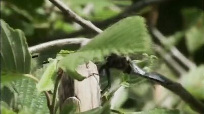Outdoor Twink Bareback Action - Two Cute Boys Take on the Great Outdoors!