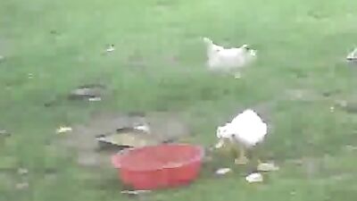 Farm Boys Get Fucked: Action on the Farm!