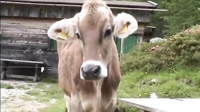 Gay Country Pleasures: Rural Desires Unleashed