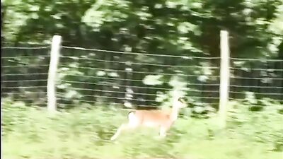 Jill-Tommy and... Back for More: Unleashing Gay Porn Passion with Explosive Action